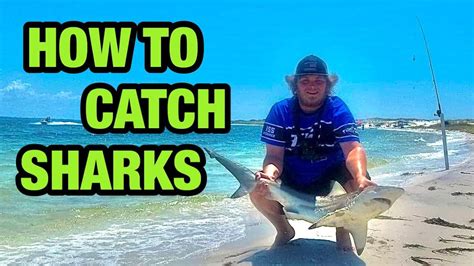How To Catch Sharks From The Shore Youtube