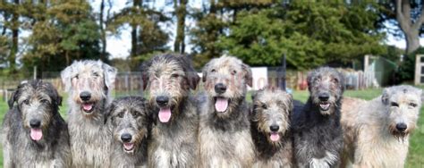 Irish Wolfhounds For Beginners Austonley Irish Wolfhounds 5a6