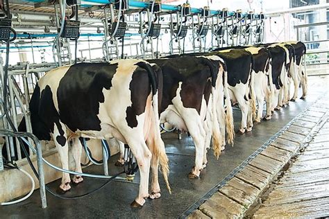 Top Cows Milk Producing Countries In The World