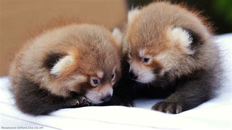 Rosamond Ford Zoo Announces Welcomes Twin Red Panda Cubs Abc7 San