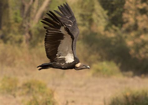White Rumped Vulture Gyps Bengalensis Kanha National Par Flickr