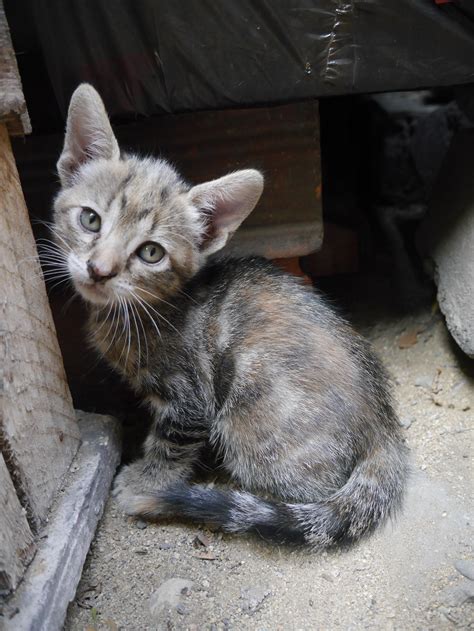 Free Images Animal Cute Pet Kitten Feline Fauna Whiskers
