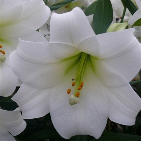 Lilium ‘white Heaven 10 Db Florapont