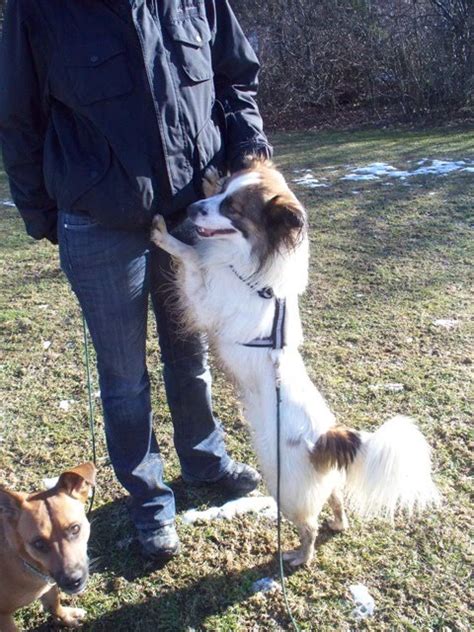The rescue was given the name speranza which translates to the. Esperanza Animal: Finales Felices: Worren