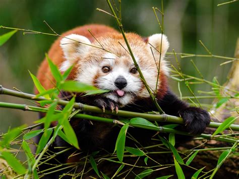 Download Wallpaper 1400x1050 Red Panda Panda Protruding Tongue Cute