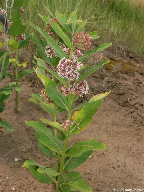However, milkweed has severely declined in north america due to drastic changes in land use or. Asclepias syriaca (Common Milkweed): Minnesota Wildflowers