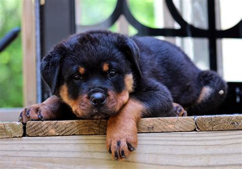 Rottweiler Puppies Lol Picture Collection