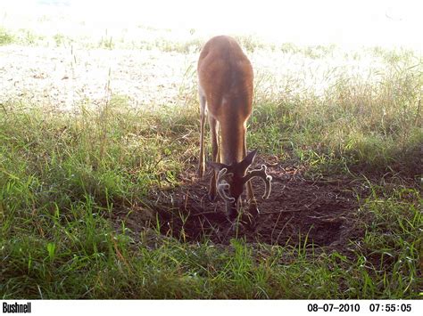 How To Make A Deer Mineral Lick Deer Hunting Deer Habitat Types Of