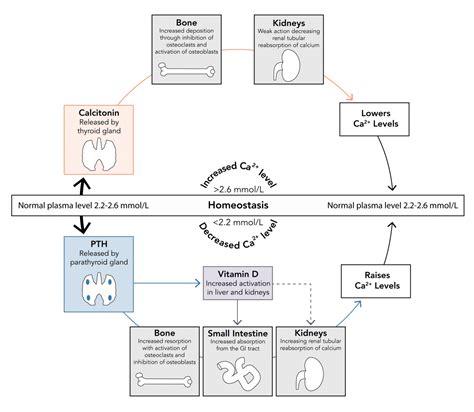 Calcium Physiology Theguidewire