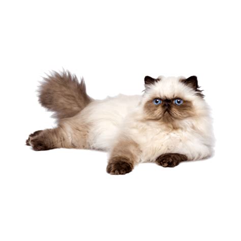 Himalayan Cat Png Images Transparent Hd Photo Clipart