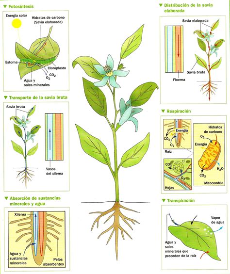 Ilustración de la nutrición-de-las-plantas. Transpiración respiración
