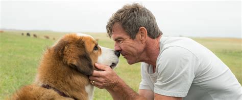 A Dogs Purpose Movie Review And Film Summary 2017 Roger Ebert