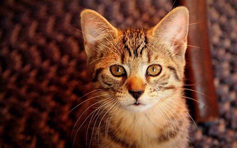 Brown Tabby Kitten Cat Hd Wallpaper Wallpaper Flare