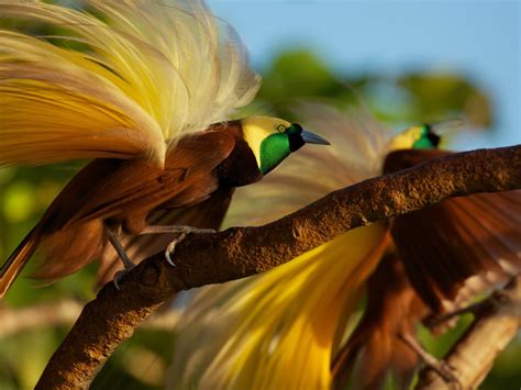 Kartu internet unlimited terbaik : Melindungi Kelestarian Spesies Burung yang Hampir Punah ...