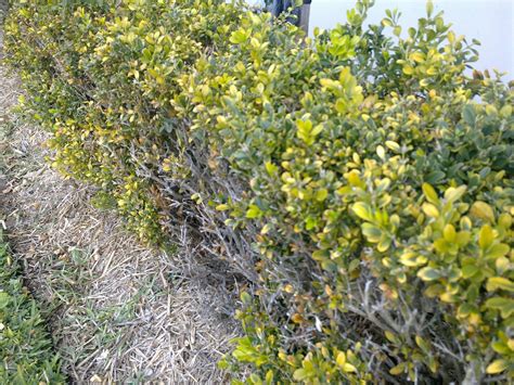 Diagnosis Japanese Box Hedge Failing To Thrive What To Do