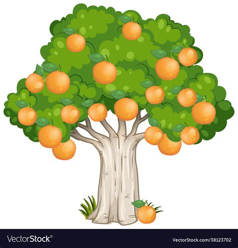 Orange Tree Isolated On White Background Vector Image