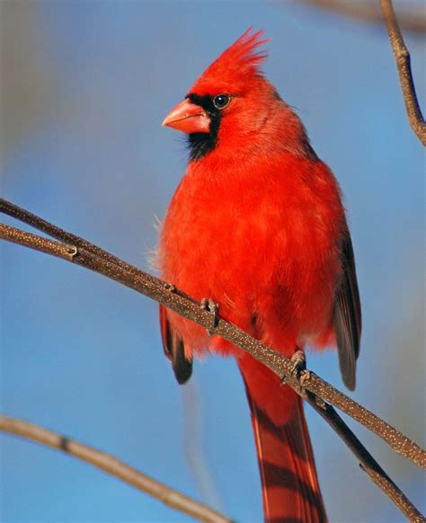 Ohio State Bird Cardinal Aka Winter Redbird Ohio State Bird State