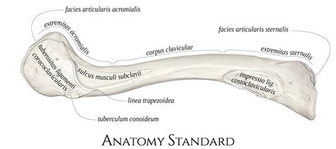 The Bottom View Of The Right Clavicle Skeleton Anatomy Anatomy Clavicle