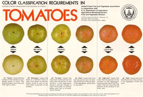 What is the best tasting tomato to grow? How to Ripen Tomatoes: What Works and What Doesn't