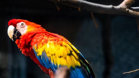 Colorful Parrot Bird On Tree Branch In Black Background 4k Hd Birds