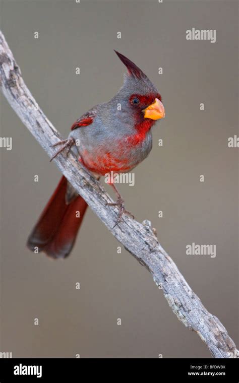 Pyrrhuloxia Hi Res Stock Photography And Images Alamy