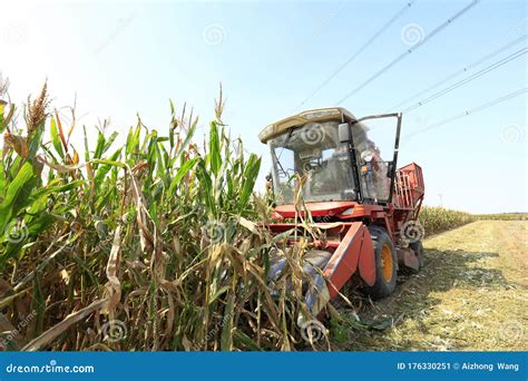 Modern Combine Harvester Is Harvesting Cultivated Ripe Corn Crop Stock