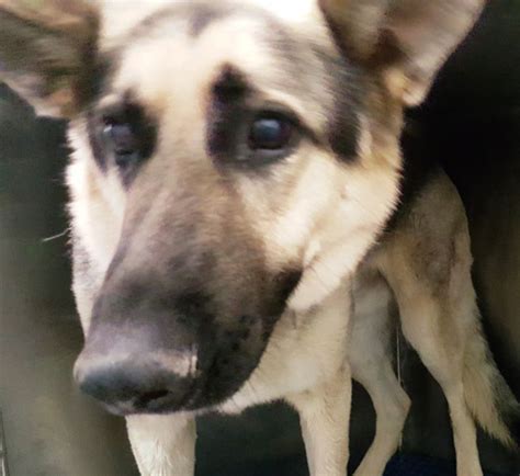 While the german shepherd is highly intelligent and trains fairly easily, they are no picnic for novice owners. ~~dies 04/10/16!!~~AAAA16-06246 located in El Paso, TX has 6 days Left to Live. Adopt him now ...