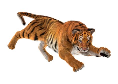 Tiger Leap Stock Photos Pictures And Royalty Free Images Istock