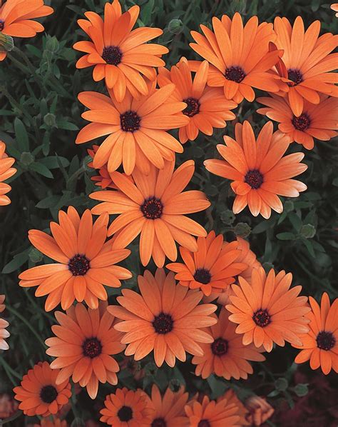 Check spelling or type a new query. Orange Symphony - Osteospermum hybrid | Proven Winners ...
