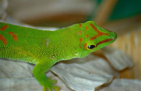 Giant Day Gecko Care Sheet Phelsuma Grandis Keeping Exotic Pets
