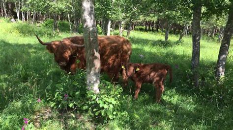 Scottish Highland Cattle In Finland Three Calves And Their Mums