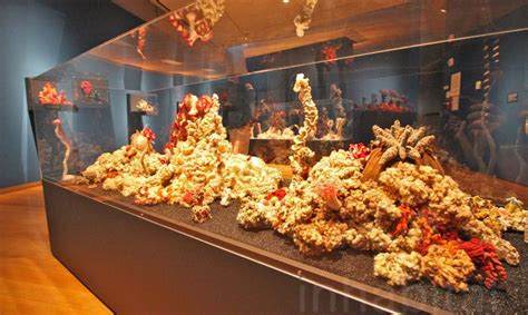 Mesmerizing Exhibition Of Intricately Crocheted Coral Reefs Comes To