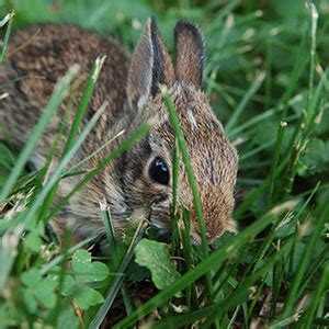 How to keep rabbits out of the yard ^. How to Get Rid of Rabbits in the Garden | Welcoming Simplicity