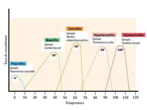 Temperatura Para Matar Bactérias
