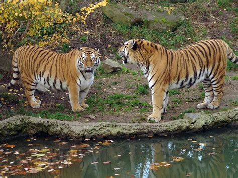 Panthera Tigris Altaica Sibirischer Tiger Im Zoo Leipzig Flickr