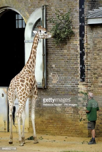 The Annual Weigh In For Animals At London Zoo Photos And Premium High