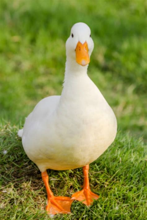 Find local pekin ducks classified ads for sale in the uk and ireland. Pekin Ducklings | Purely Poultry