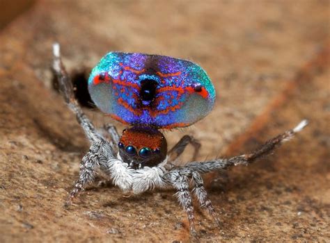 Frighteningly Beautiful Australian Peacock Spider Demilked Natural Beauty Bellos Insectos