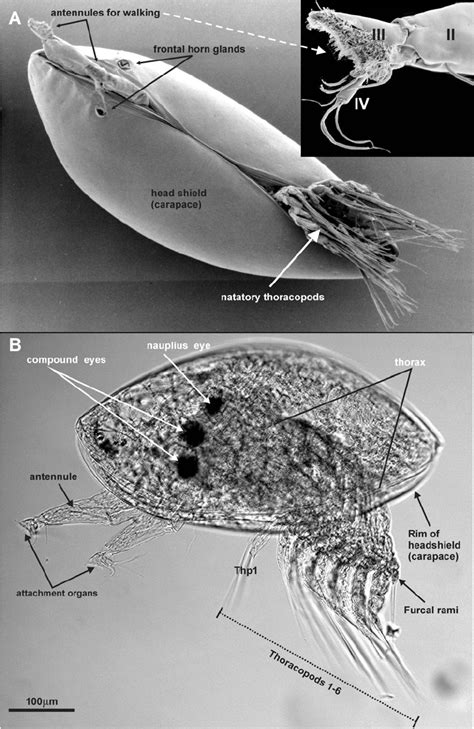 The Cirripede Cypris Larva A Scalpellum Scalpellum Sem Ventral Download Scientific Diagram