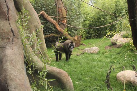 Willkommen In Afi Mountain Erlebnis Zoo Hannover