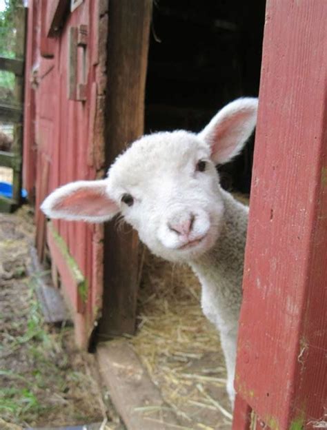 Little Lamb On The Farm Cute Animals Animals Funny Animal Pictures
