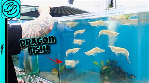 New Albino Dragon Fish Youtube