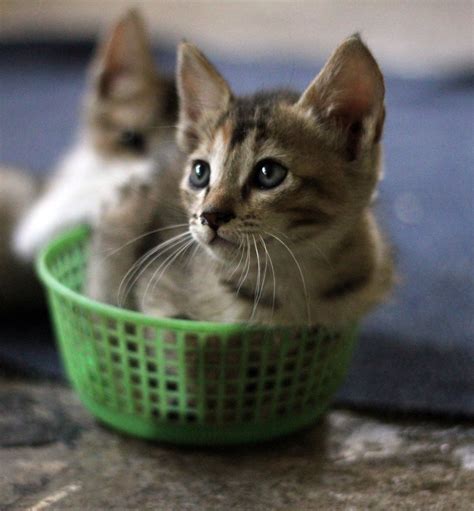 Free Photo Two Kittens In Basket