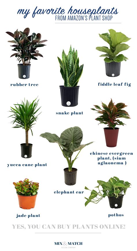 Did You Know You Can Buy Live Plants On Amazon Plus Some Houseplant