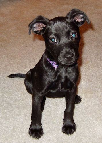 Black Chihuahua Terrier Mix Full Grown Pets Lovers