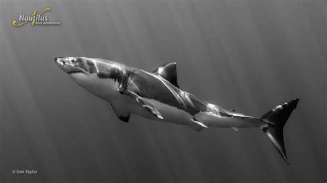 Unique Facts About Great White Sharks Nautilus Adventures