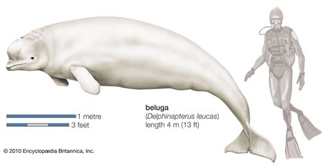 Beluga Whales Pictures