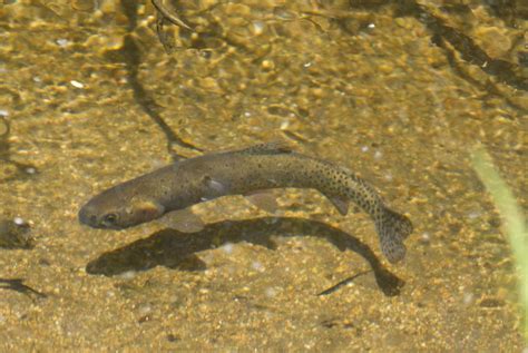 Jump to navigation jump to search. ADW: Oncorhynchus clarkii: INFORMATION