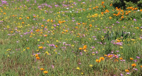 The sunrise over the peak district in derbyshire is an early indication that spring sunshine is on its way as the storms of late are swept aside. Go See the Wild Flowers of the West Coast! | African ...