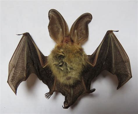 Brown Long Eared Bat Found On Skye Skye And Lochalsh Environment Forum
